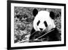 China 10MKm2 Collection - Giant Panda-Philippe Hugonnard-Framed Photographic Print