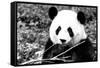 China 10MKm2 Collection - Giant Panda-Philippe Hugonnard-Framed Stretched Canvas