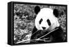 China 10MKm2 Collection - Giant Panda-Philippe Hugonnard-Framed Stretched Canvas