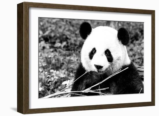 China 10MKm2 Collection - Giant Panda-Philippe Hugonnard-Framed Photographic Print