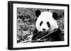 China 10MKm2 Collection - Giant Panda-Philippe Hugonnard-Framed Photographic Print