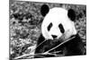 China 10MKm2 Collection - Giant Panda-Philippe Hugonnard-Mounted Photographic Print