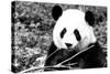 China 10MKm2 Collection - Giant Panda-Philippe Hugonnard-Stretched Canvas