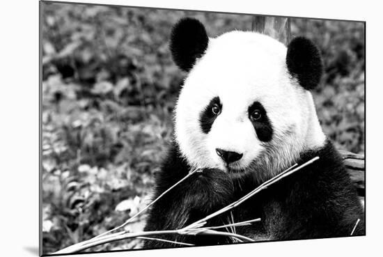 China 10MKm2 Collection - Giant Panda-Philippe Hugonnard-Mounted Photographic Print