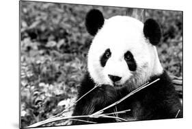 China 10MKm2 Collection - Giant Panda-Philippe Hugonnard-Mounted Photographic Print