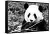 China 10MKm2 Collection - Giant Panda-Philippe Hugonnard-Framed Stretched Canvas