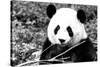 China 10MKm2 Collection - Giant Panda-Philippe Hugonnard-Stretched Canvas