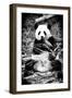 China 10MKm2 Collection - Giant Panda-Philippe Hugonnard-Framed Photographic Print