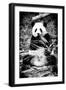 China 10MKm2 Collection - Giant Panda-Philippe Hugonnard-Framed Photographic Print