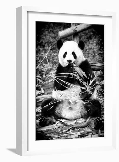 China 10MKm2 Collection - Giant Panda-Philippe Hugonnard-Framed Photographic Print