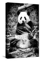 China 10MKm2 Collection - Giant Panda-Philippe Hugonnard-Stretched Canvas