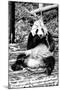 China 10MKm2 Collection - Giant Panda-Philippe Hugonnard-Mounted Photographic Print