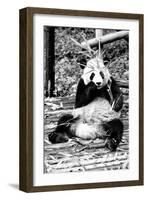 China 10MKm2 Collection - Giant Panda-Philippe Hugonnard-Framed Photographic Print