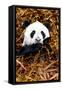 China 10MKm2 Collection - Giant Panda-Philippe Hugonnard-Framed Stretched Canvas