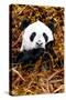 China 10MKm2 Collection - Giant Panda-Philippe Hugonnard-Stretched Canvas