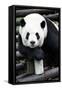 China 10MKm2 Collection - Giant Panda-Philippe Hugonnard-Framed Stretched Canvas