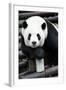 China 10MKm2 Collection - Giant Panda-Philippe Hugonnard-Framed Photographic Print