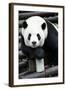 China 10MKm2 Collection - Giant Panda-Philippe Hugonnard-Framed Photographic Print