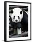 China 10MKm2 Collection - Giant Panda-Philippe Hugonnard-Framed Photographic Print