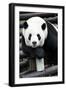 China 10MKm2 Collection - Giant Panda-Philippe Hugonnard-Framed Photographic Print