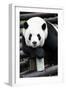 China 10MKm2 Collection - Giant Panda-Philippe Hugonnard-Framed Photographic Print