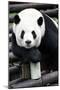 China 10MKm2 Collection - Giant Panda-Philippe Hugonnard-Mounted Photographic Print