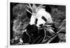 China 10MKm2 Collection - Giant Panda-Philippe Hugonnard-Framed Photographic Print