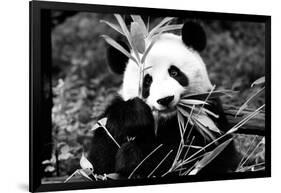 China 10MKm2 Collection - Giant Panda-Philippe Hugonnard-Framed Photographic Print