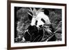 China 10MKm2 Collection - Giant Panda-Philippe Hugonnard-Framed Photographic Print