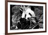 China 10MKm2 Collection - Giant Panda-Philippe Hugonnard-Framed Photographic Print