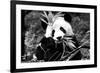 China 10MKm2 Collection - Giant Panda-Philippe Hugonnard-Framed Photographic Print