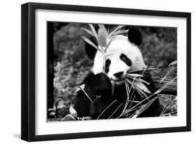 China 10MKm2 Collection - Giant Panda-Philippe Hugonnard-Framed Photographic Print