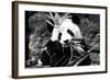 China 10MKm2 Collection - Giant Panda-Philippe Hugonnard-Framed Photographic Print