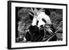 China 10MKm2 Collection - Giant Panda-Philippe Hugonnard-Framed Photographic Print