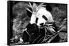 China 10MKm2 Collection - Giant Panda-Philippe Hugonnard-Framed Stretched Canvas