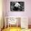 China 10MKm2 Collection - Giant Panda-Philippe Hugonnard-Stretched Canvas displayed on a wall