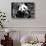 China 10MKm2 Collection - Giant Panda-Philippe Hugonnard-Stretched Canvas displayed on a wall