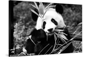 China 10MKm2 Collection - Giant Panda-Philippe Hugonnard-Stretched Canvas