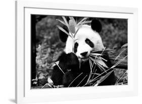 China 10MKm2 Collection - Giant Panda-Philippe Hugonnard-Framed Photographic Print