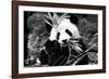 China 10MKm2 Collection - Giant Panda-Philippe Hugonnard-Framed Photographic Print