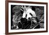 China 10MKm2 Collection - Giant Panda-Philippe Hugonnard-Framed Photographic Print