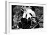 China 10MKm2 Collection - Giant Panda-Philippe Hugonnard-Framed Premium Photographic Print