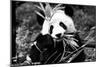 China 10MKm2 Collection - Giant Panda-Philippe Hugonnard-Mounted Premium Photographic Print