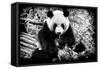 China 10MKm2 Collection - Giant Panda-Philippe Hugonnard-Framed Stretched Canvas