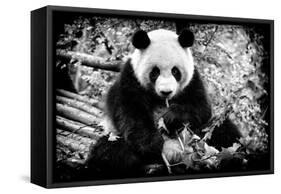 China 10MKm2 Collection - Giant Panda-Philippe Hugonnard-Framed Stretched Canvas