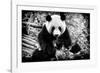 China 10MKm2 Collection - Giant Panda-Philippe Hugonnard-Framed Photographic Print