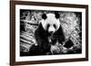 China 10MKm2 Collection - Giant Panda-Philippe Hugonnard-Framed Photographic Print