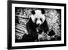 China 10MKm2 Collection - Giant Panda-Philippe Hugonnard-Framed Photographic Print