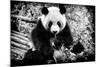 China 10MKm2 Collection - Giant Panda-Philippe Hugonnard-Mounted Photographic Print