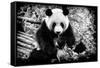 China 10MKm2 Collection - Giant Panda-Philippe Hugonnard-Framed Stretched Canvas